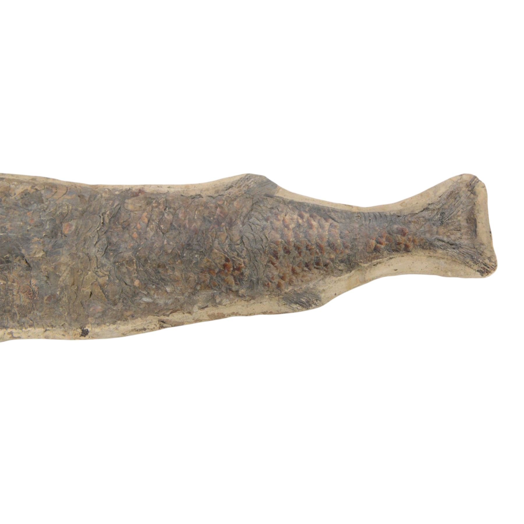 Fossilised fish specimen, Lepidotus Sp (Amazonian River Pike), age; Jarassic Period, location; Brazil, L83cm, H18cm 