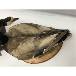 Taxidermy; Barnacle goose (Branta leucopsis), full adult mount, upon a rectangular base, together with Mallard (Anas platyrhynchos), full mount drake, upon an oval base, goose H28cm