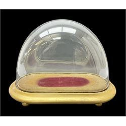 Bell shaped glass dome, on gilded wooden base with four bun feet, H27.5cm