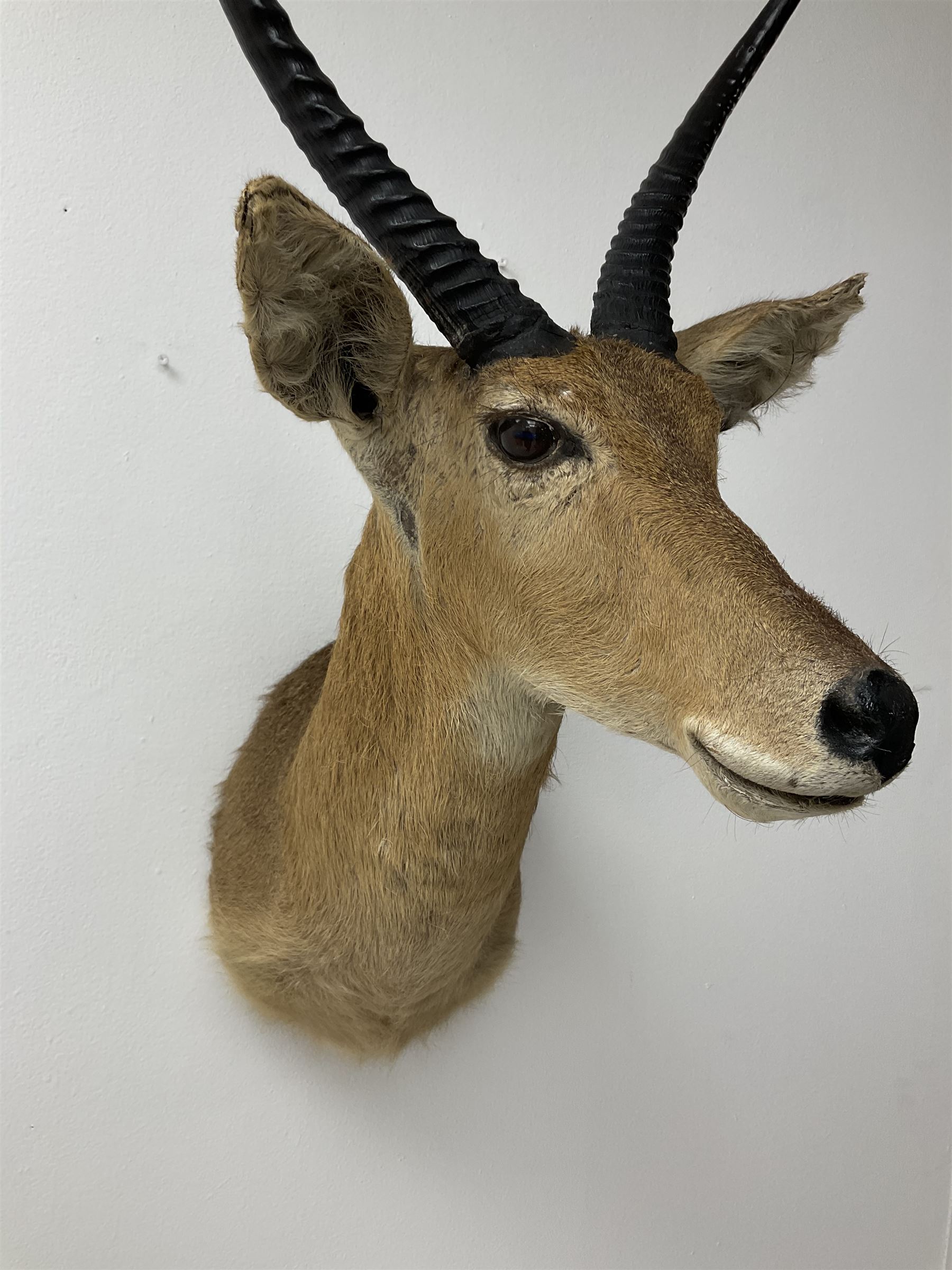 Taxidermy: South African common reedbuck (Redunca Arundinum) male, high quality shoulder mount looking straight ahead, H87cm W38.5 at widest point.  