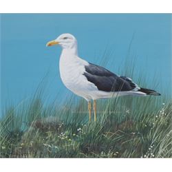 Alan M Hunt (British 1947-): 'Lesser Black Backed Gull', watercolour and gouache signed, titled verso 19cm x 23cm