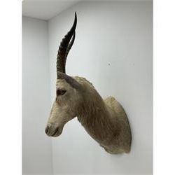 Taxidermy: White Blesbok (Damaliscus pygargus phillipsi), light coloured shoulder mount, approximately H85cm