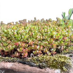 20th century rectangular sandstone trough planter, naturalistic rock form, planted with moss and succulents, weathered finish.