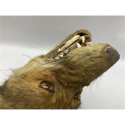 Taxidermy; Red fox mask (Vulpes vulpes), with mouth agape bearing teeth and ears back, mounted upon oak shield