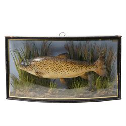 Taxidermy - Brown Trout (Salmo Trutta), skin mount set over river bed, with reeds and fern...