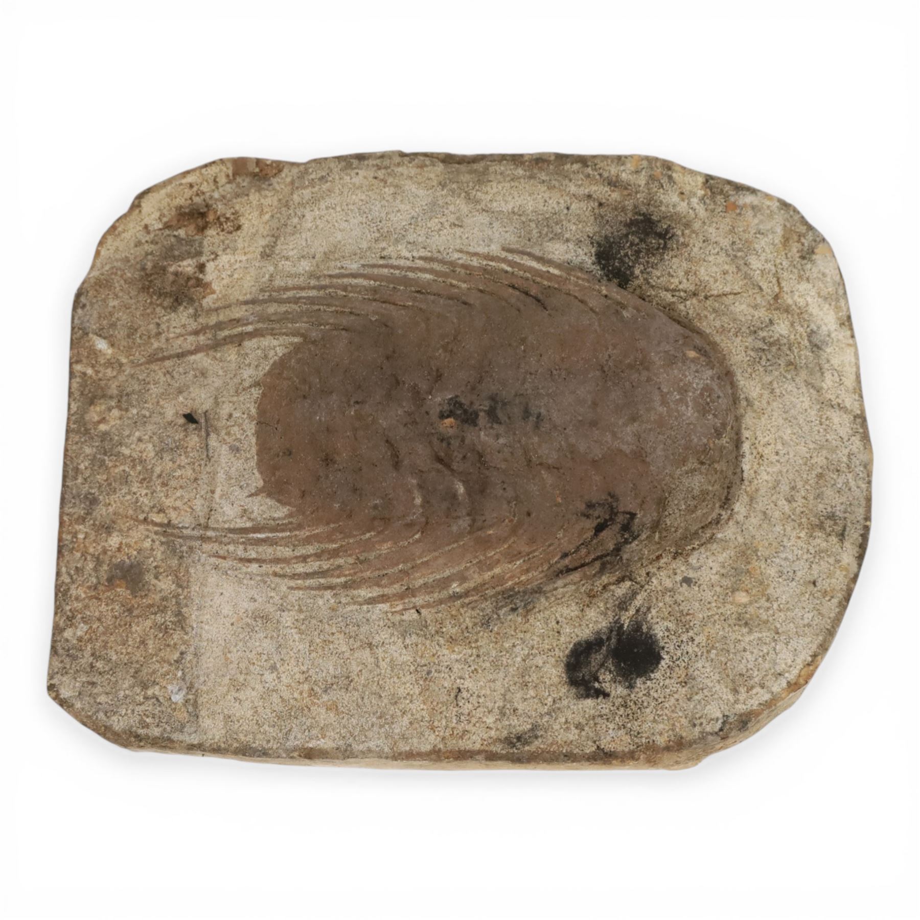 Three Trilobite specimens, comprising Selenopeltis buchhi, age Ordivician period, location Ktaoua formation Morocco, specimen L17cm, Callavia sp., age; Cambrian period location Atlantic coast Morocco, specimen L21cm and Cambropallas telesto, age Cambrian period, location Alnif Morocco, specimen L20cm