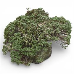 19th century stone trough, planted