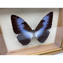 Entomology: Twelve framed displays contain thirteen specimens of tropical moths and butterflies, each mounted within gilt wall hanging picture frames of various sizes, specimens including Morpho Godarti, Caligo idomeneus, Cisseis morpho, Cathosia biblis etc, largest L35cm W30cm 