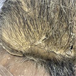 Taxidermy: European Wild Boar (Sus scrofa), adult male shoulder mount looking straight ahead mouth agape, mounted upon a wooden shield, D52cm