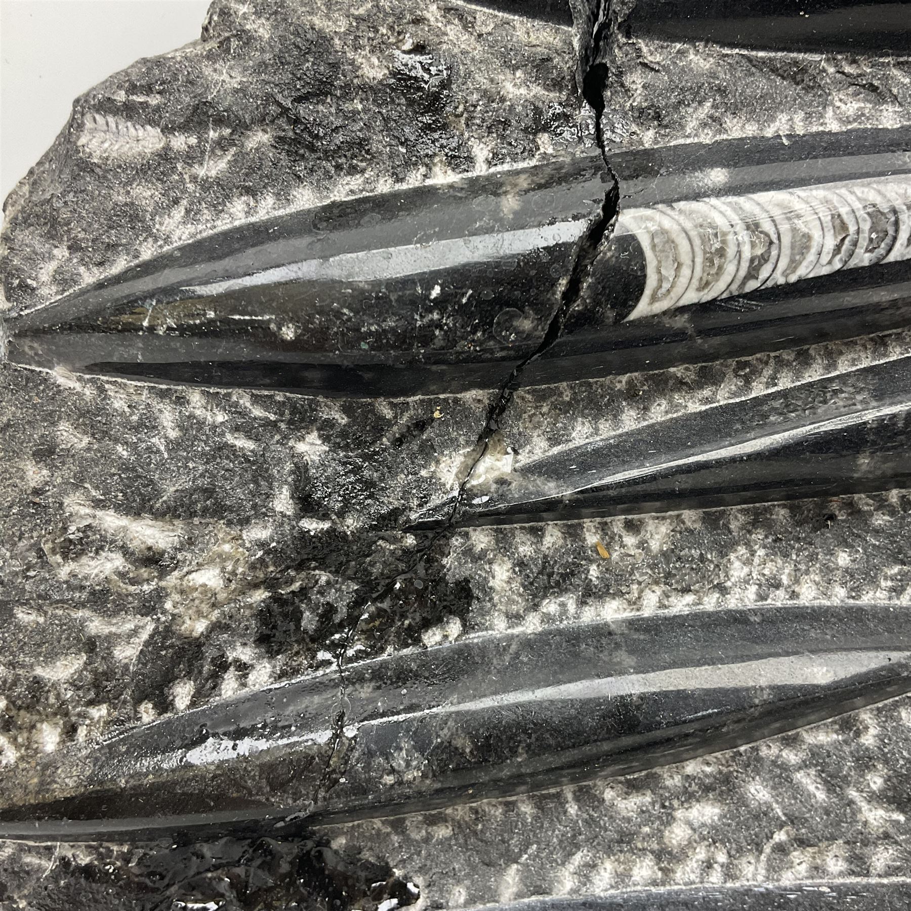 Orthoceras fossil group, age: Devonian period, H33cm, L30cm