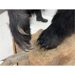 Taxidermy: North American Black Bear (Ursus americanus), full mount juvenile black bear, mounted upon a large faux rock base with natural logs, H122cm