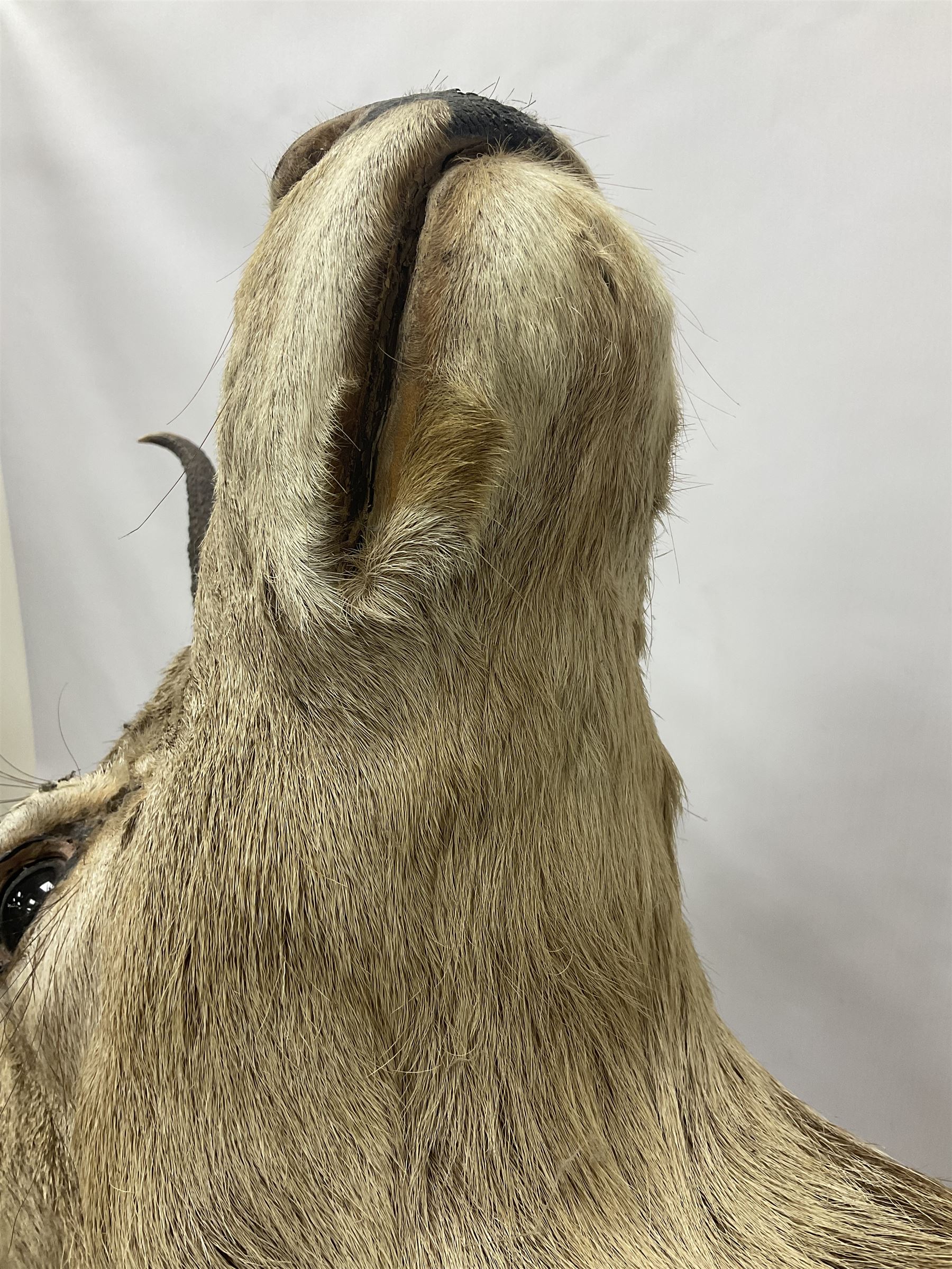 Taxidermy: Red Deer (Cervus elaphus), adult male imperial stag shoulder mount looking straight ahead, ten point antlers, mounted upon a shaped wooden shield, D65cm