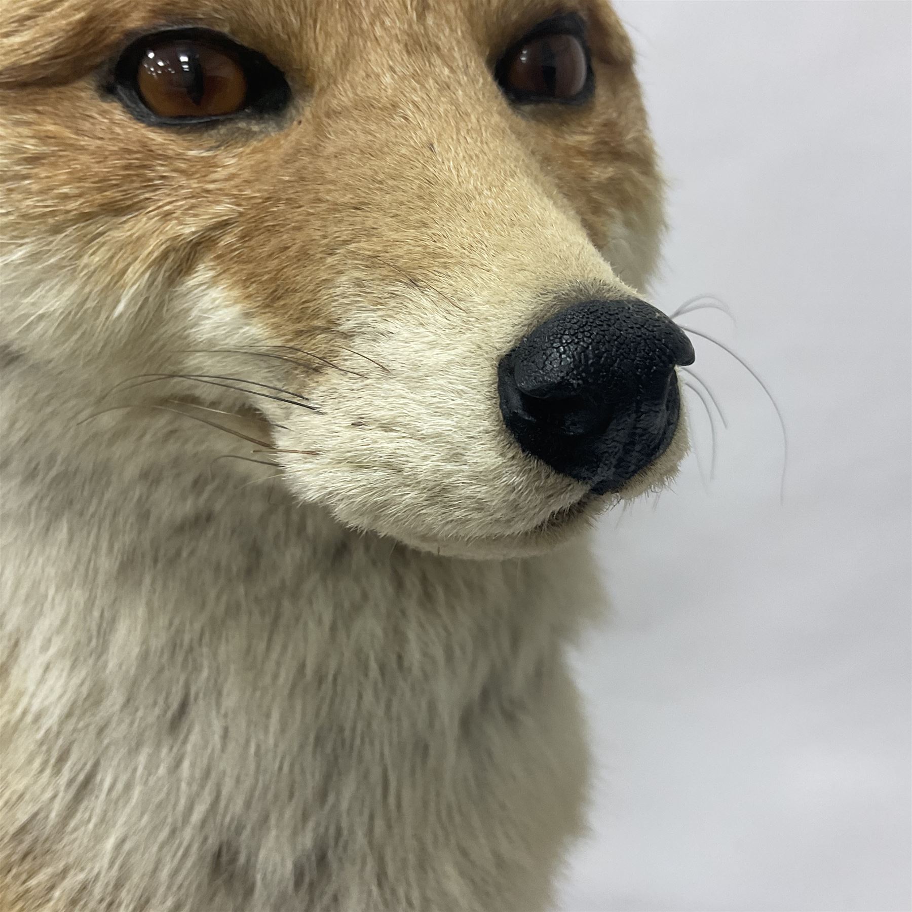 Taxidermy: European Red Fox (Vulpes vulpes), full mount adult on open display with standing alert with ears forward front paw raised, upon a naturalist base, H62cm, L78cm