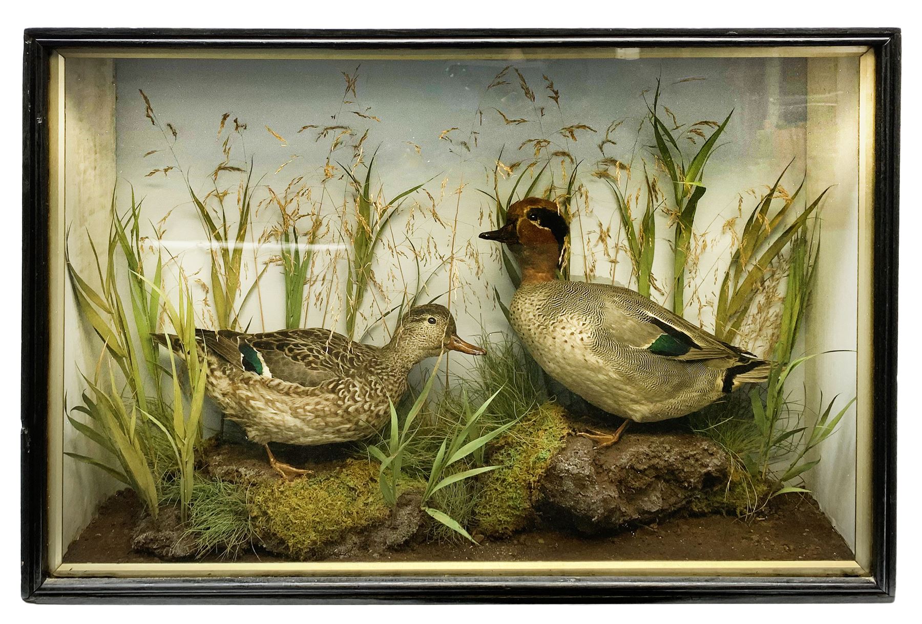 Taxidermy: pair of Green Wing Teal Ducks (Anas Carolinensis), hen and drake, in naturalistic setting, detailed with rockwork and long grasses, set against a painted light blue backdrop, encased within an ebonised single pane display case, with taxidermist paper label verso detailed E Allen & Co No 20 Stonegate York, H47cm L68.5cm D18.5cm