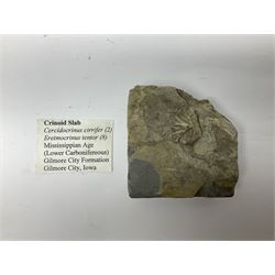 Crinoid slab, with Cercidocrinus cirrifer and Eretmocrinus, age Mississippian period, location; Gilmore City Formation, Iowa