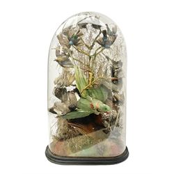 Taxidermy; large Victorian domed taxidermy diorama study of birds, with seventeen specimens including Ring Necked Parakeet, Blue Winged Warbler and Blackbird, the glass dome upon an ebonised wooden base, H77cm, W44cm