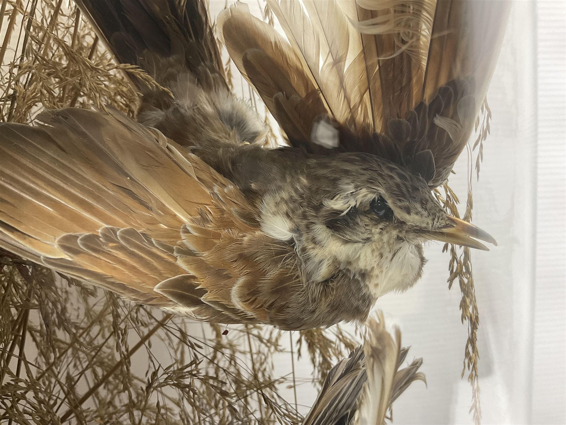 Taxidermy; large Victorian domed taxidermy diorama study of birds, with seventeen specimens including Ring Necked Parakeet, Blue Winged Warbler and Blackbird, the glass dome upon an ebonised wooden base, H77cm, W44cm