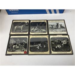 Collection of approximately two hundred glass magic lantern slides including topographical views, manufacture of bricks, salt making, Tour Through Yorkshire, granite, steel making, continental mountains, castles and cathedrals, trees and botanical etc, many annotated, some with photographer's initials GWW