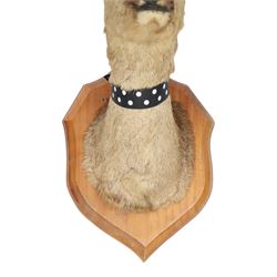 Taxidermy: Red Grouse (Lagopus lagopus) and Melanistic Cock Pheasant (Phasianus colchicus), roe deer shoulder mount (Capreolus capreolus)