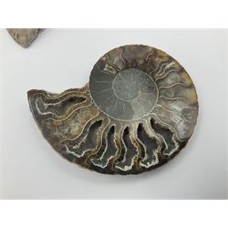Two pairs of sliced ammonite fossils with polished finish, age: Cretaceous period, location: Madagascar, largest D7cm