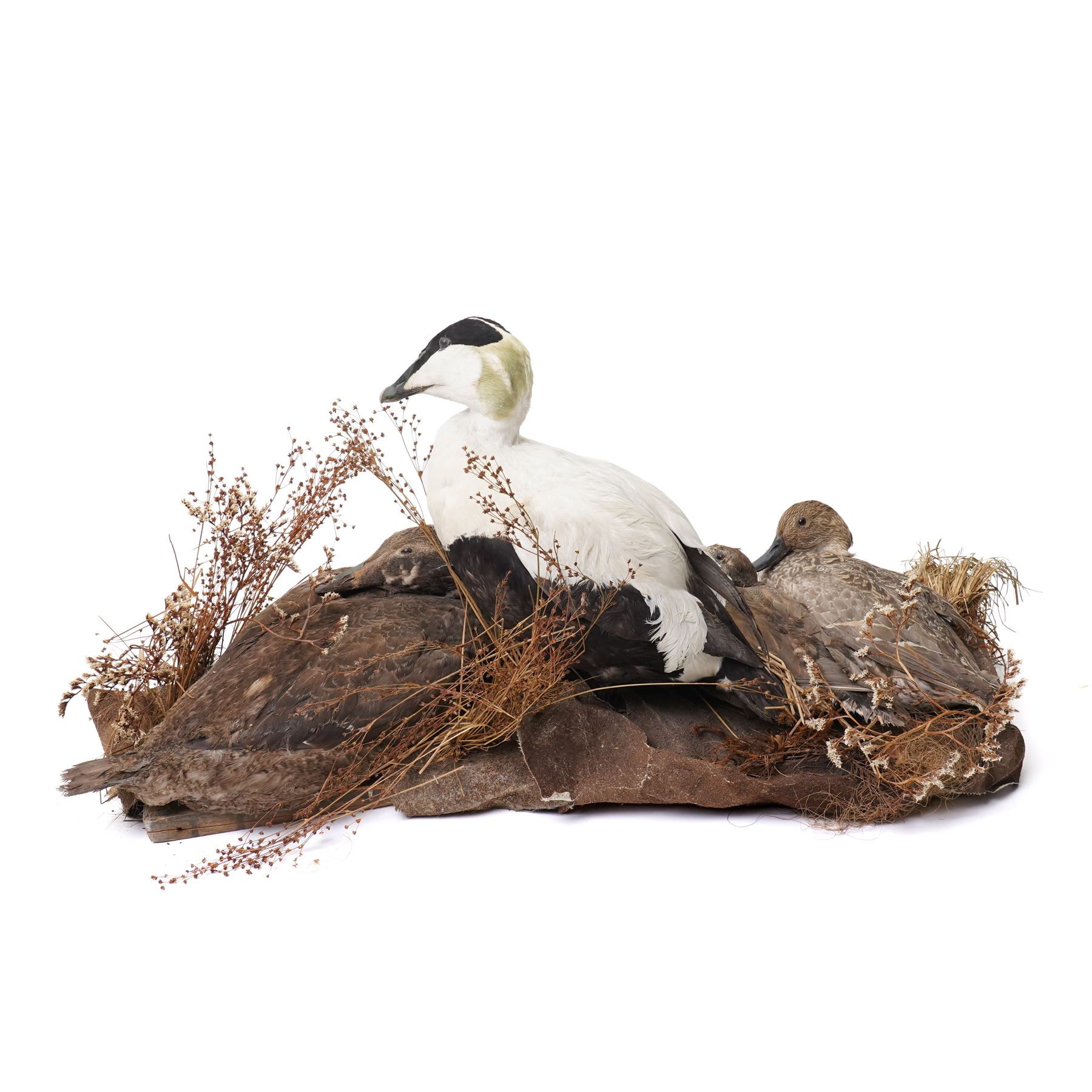 Taxidermy - Common Eider (Somateria Mollissima), full male and female adult mounts, together with two further ducks, mounted on naturalistic base, W90cm