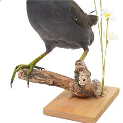 Taxidermy - Moorhen (Gallinula Chloropus), adult mount on naturalistic driftwood base, including base H32cm; Common Pheasant (Phasianus Colchicus), adult male mount on naturalistic base, including base H43cm (2)