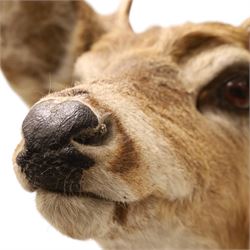 Taxidermy - White-tailed Deer (Odocoileus virginianus), adult male stag shoulder mount looking outward, eight-point antlers mounted on wooden shield, H86cm 