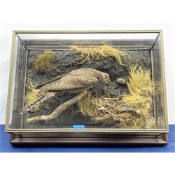 Taxidermy: 20th century cased Cuckoo (Cuculus canorus), looking over a birds nest containing faux eggs, set against a naturalistic backdrop detailed with roots, moss and grass, enclosed within a five pane display case upon frame mount, with taxidermist paper label verso detailed David Astley Taxidermist, H32cm L47cm D19cm 