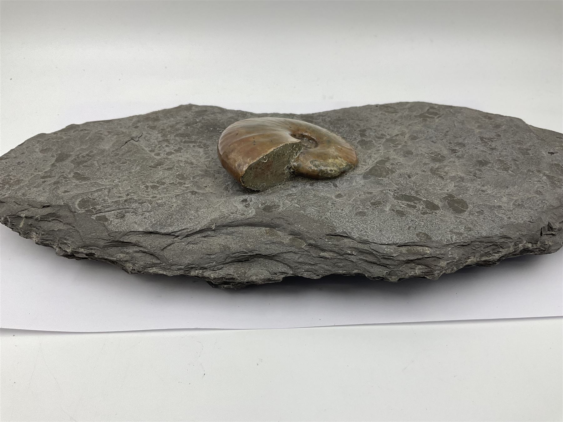 Cleoniceras opalised ammonite upon a slate display matrix, with metal stand, age; Cretaceous period, location; Madagascar, matrix H16cm, L32cm