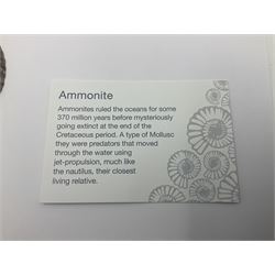 Two pairs of sliced ammonite fossils with polished finish, age: Cretaceous period, location: Madagascar, largest D7cm