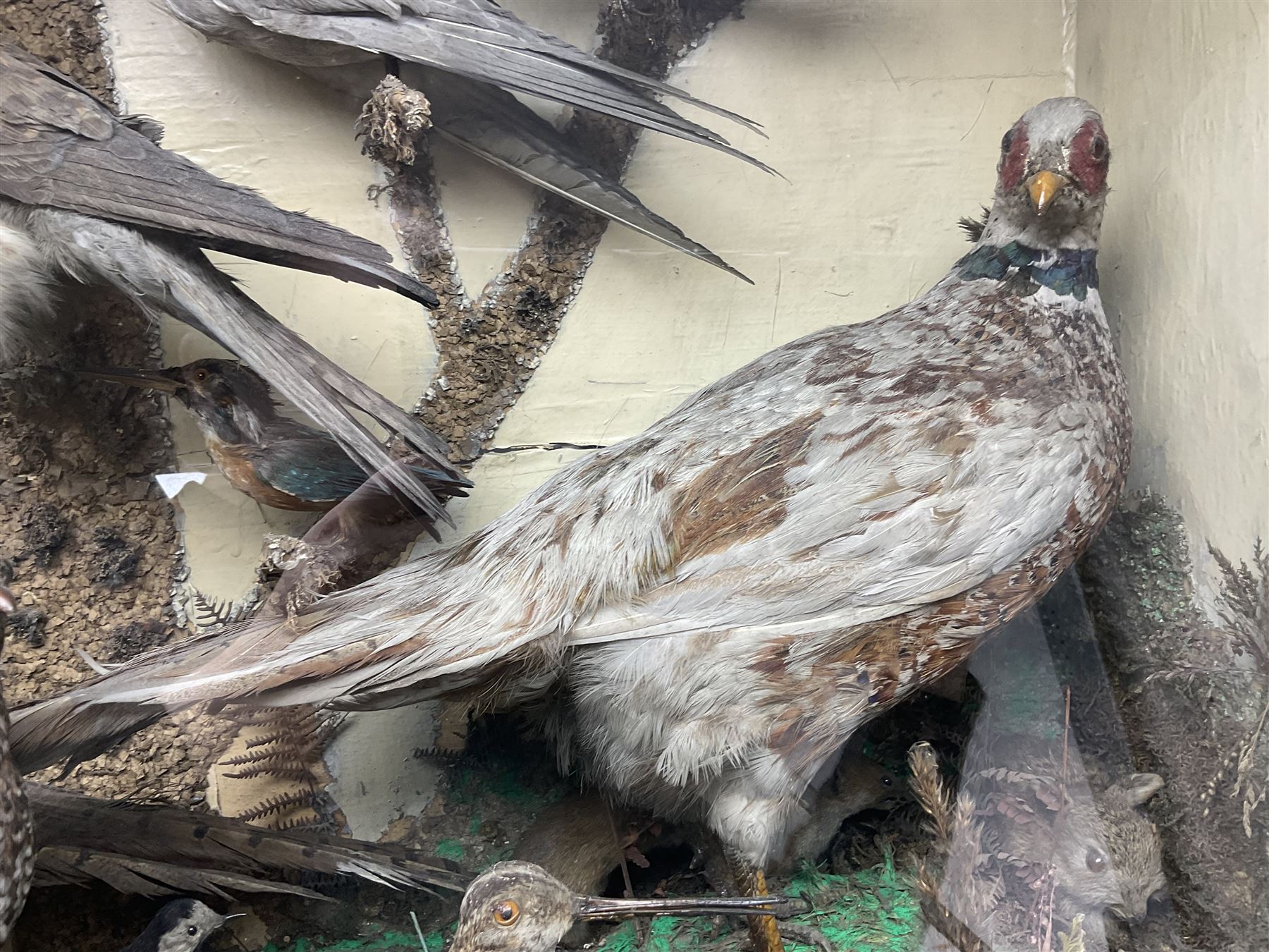 Taxidermy; cased bird diorama, to include Red-neck Pheasants (Phasianus colchicus) adult mounts hen and cock, Common Kestrel (Falco tinnunculus), Common Blackbird (Turdus merula), Starling (Sturnus vulgaris) and others,  in a naturalistic setting, encased within a single pane display case, H66cm, L97cm