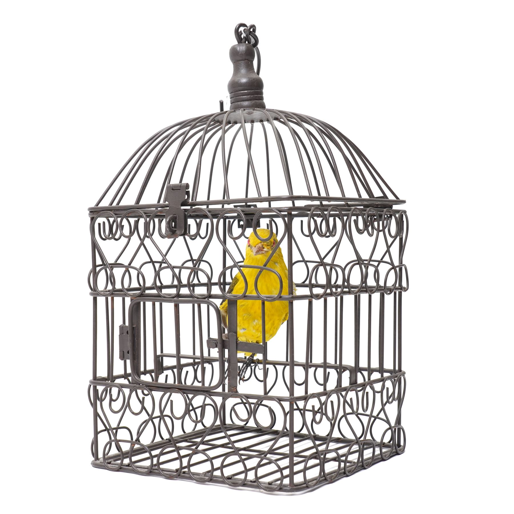 Taxidermy - Eurasian Golden Oriole (Oriolus oriolus), full adult mount in birdcage, H35cm