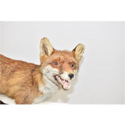 Taxidermy: Red Fox (Vulpes vulpes), full adult mount stood with mouth agape and mounted on an oak stepped plinth, H49cm