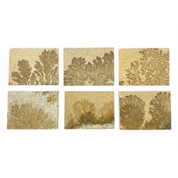 Six dendrite crystals each in an individual sandstone plaque, each plaque H6cm, L8cm