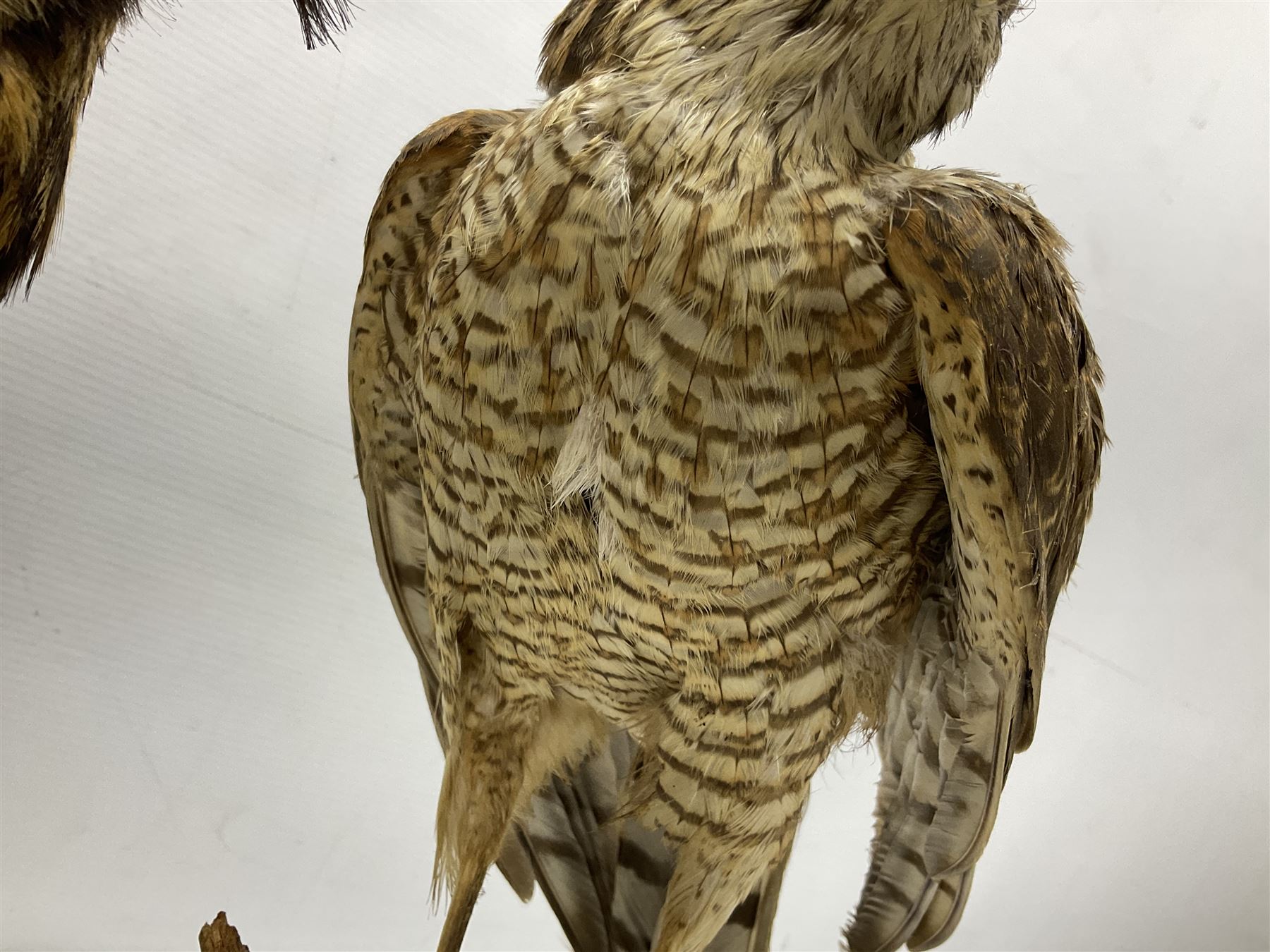 Taxidermy: Long-eared Owl (Asio otus), full adult mount upon a cut tree branch, together with European Sparrowhawk (Accipiter nisus), full adult mount, upon a branch in a naturalistic setting, owl H36cm 
