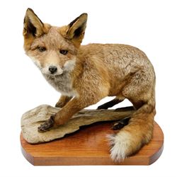 Taxidermy:  Red Fox (Vulpes vulpes), full adult mount stood upon a dry tree root and mounted on a wooden plinth, H50cm