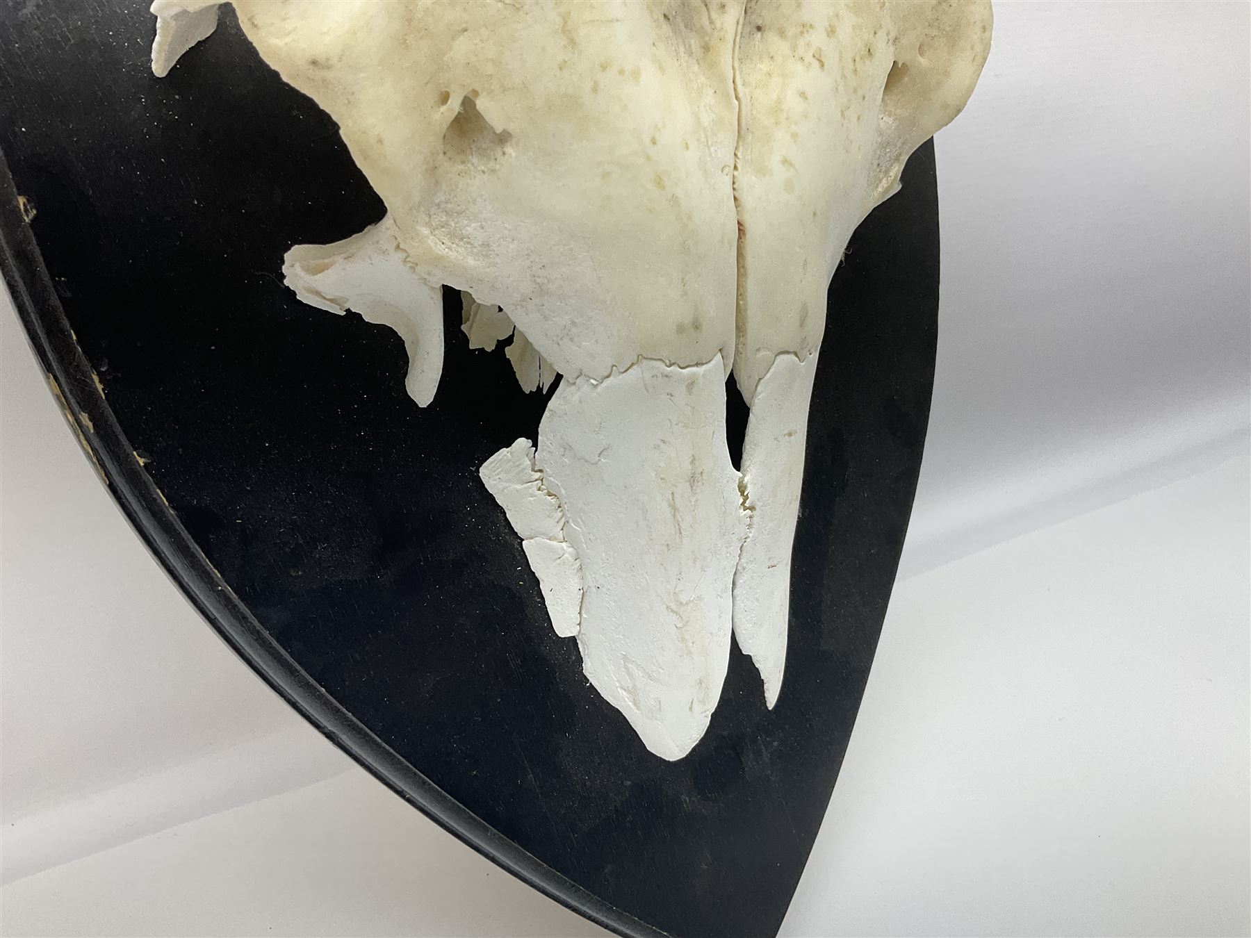 Antlers/Horns: Pair of European Moose (Alces alces) horns with upper skull, mounter upon a wooden shield, H45cm