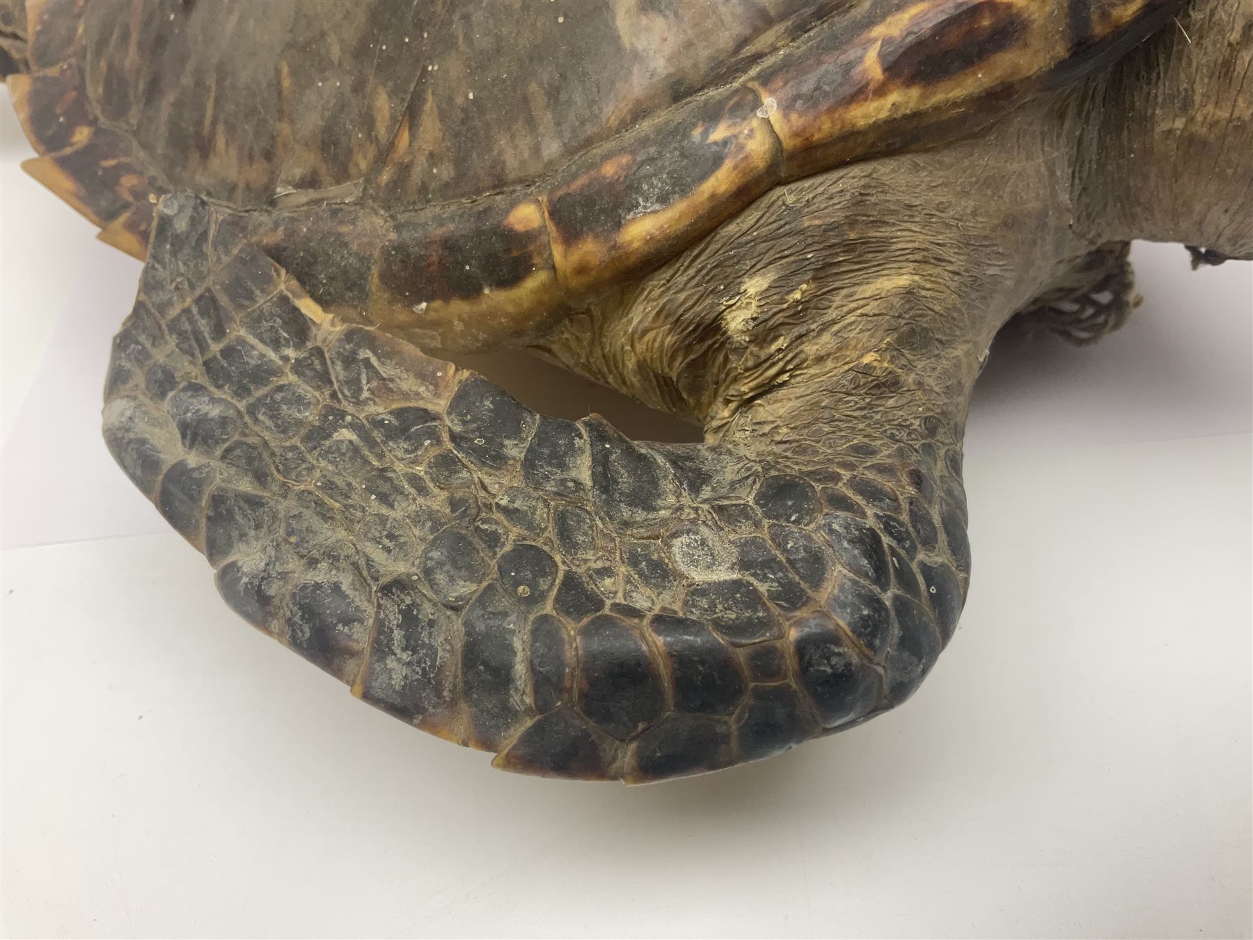 Taxidermy: Hawksbill Sea Turtle (Eretmochelys imbricata), juvenile full mount, beak to shell base, 40cm