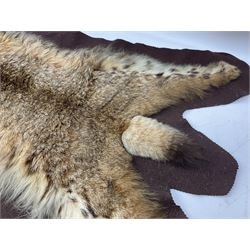 Taxidermy: Bob cat (Lynx rufus) hide mounted upon black felt backing material, L100cm