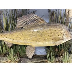 Taxidermy: Grayling (Thymallus thymallus), preserved by John Cooper & Sons, 28 Radnor Street, St Luke's, London, skin mount set above a pebbled river bed with reeds and grasses, set against blue painted back drop, with inscription 'Grayling caught by Rev R.S. Ricketts at Kirkham Bridge Sept 14th 1895, artificial fly - single hair' L57cm H29cm 