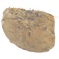 Petrified wood tree trunk/branch, sliced in cross-section with textured edge, H20cm