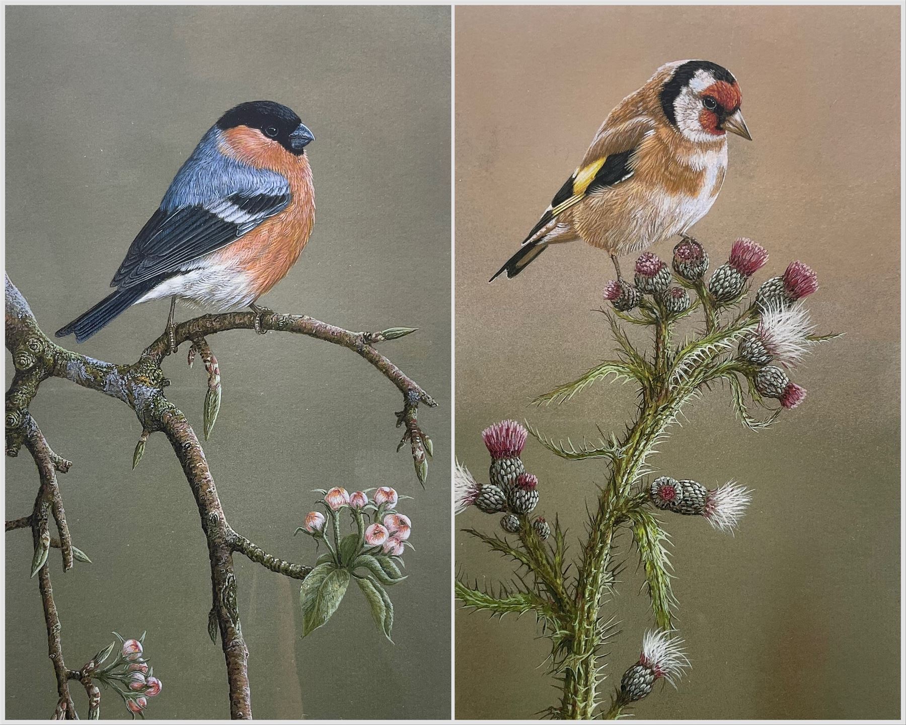 Robert E Fuller (British 1972-): 'Goldfinch on Thistle' and 'Bullfinch On Blossom', pair limited edition colour prints one signed and numbered 184/850 and 51/850, 33cm x 17cm (2)