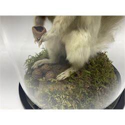 Taxidermy: Victorian albino Squirrel (Sciurus vulgaris), full mount adult, holding a hazelnut, upon naturalistic ground, enclosed beneath later glass dome with ebonised base, H32cm
