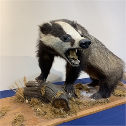 Taxidermy: 20th century European Badger (meles meles), full mount  bearing teeth on open display, upon a mahogany plinth detailed with tree branch and moss, plinth L88cm W30cm 