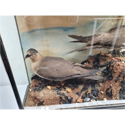 Taxidermy: Victorian cased pair of Artic Skua, in naturalistic setting upon rocky round detailed with shells and seaweed, set against a painted sky backdrop, encased within an ebonised three pane display case, H56.5cm L65.5cm D22cm 