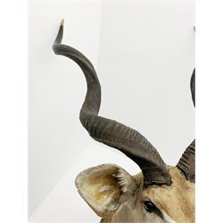 Taxidermy: Greater Kudu (Tragelaphus Strepsiceros), adult male shoulder mount, H170cm