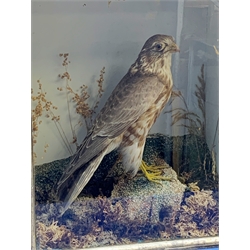 Taxidermy: A Victorian cased Merlin (Falco columbarius), in naturalistic setting with lichen, grasses and other fauna, set against a pale blue painted backdrop, encased within an ebonised single pane display case, traces of paper label verso, H35.5cm L29cm D14.5cm 
