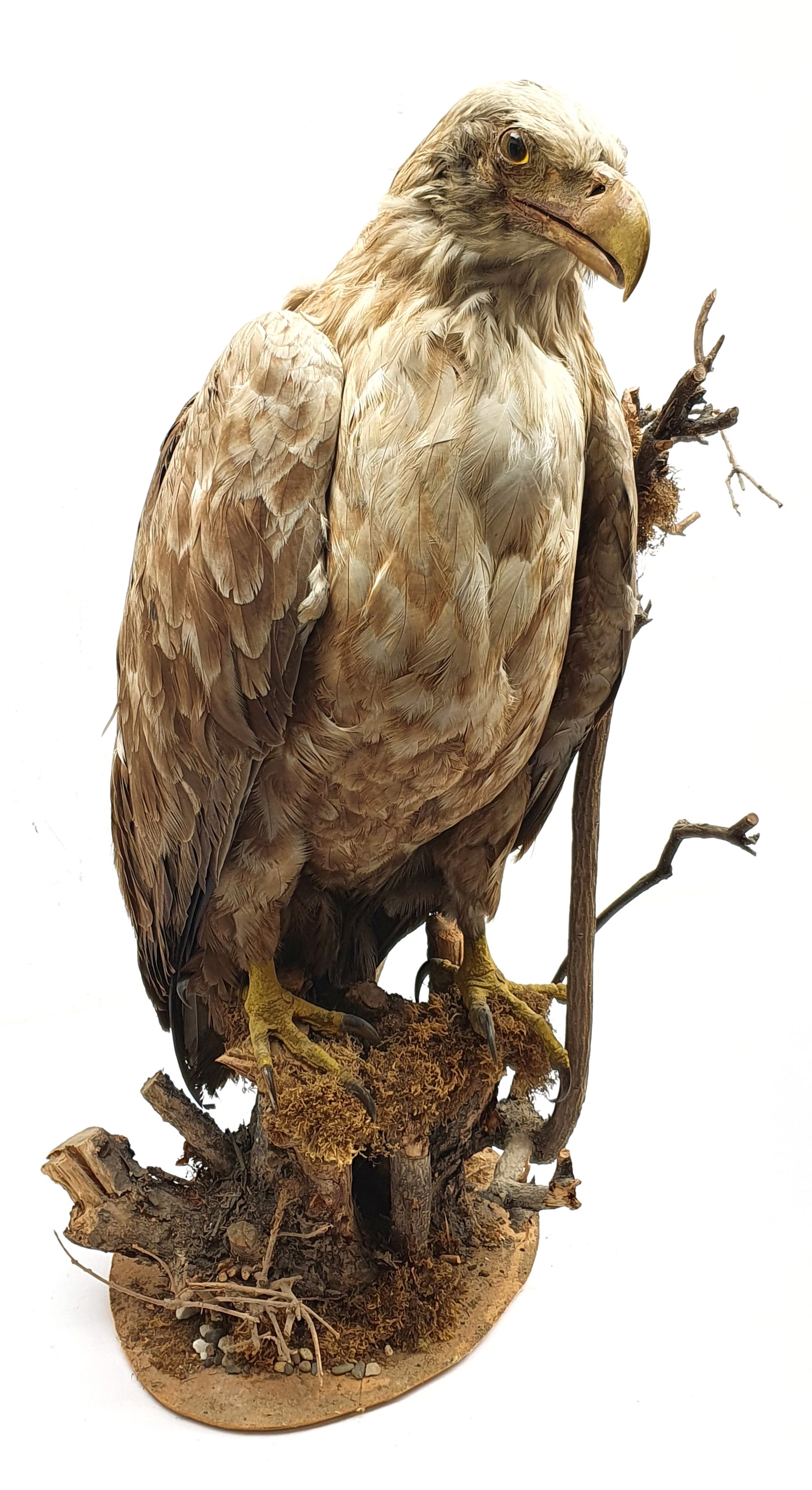 Taxidermy: White-Tailed Sea Eagle (Haliaeetus albicilla), circa 1900-1920, full mount on open display standing atop a branch work base, H68cm