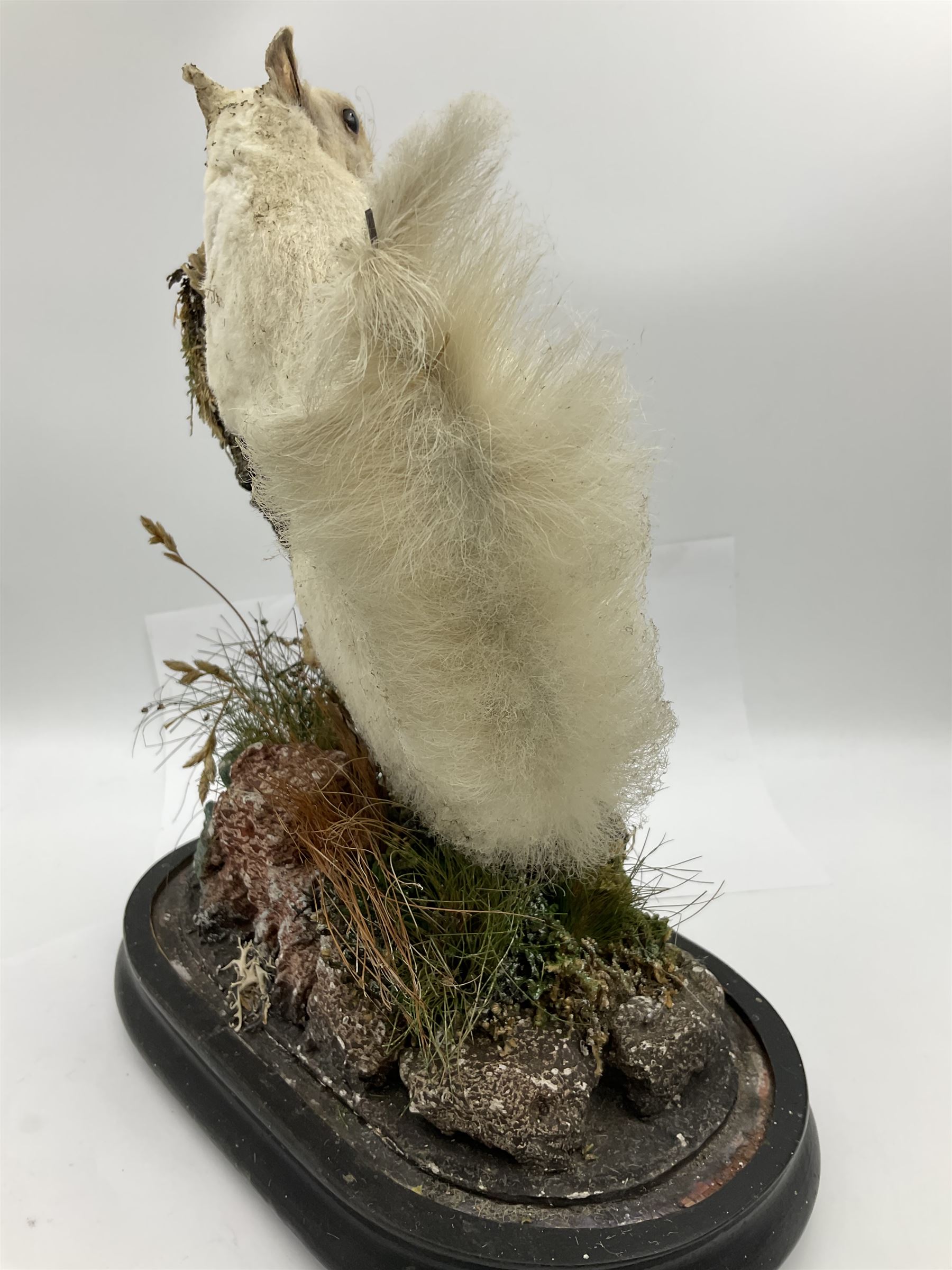 Taxidermy: Victorian cased Red Squirrel (Sciurus vulgaris), full mount holding a hazelnut, upon naturalistic ground, enclosed beneath a period oval glass dome with ebonised base, raised upon four bun feet H44cm D15cm W24cm
