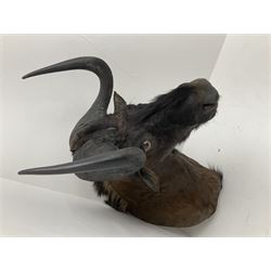 Taxidermy: Black Wildebeest (Connochaetes gnou), adult neck moult looking straight ahead, approximately H70cm